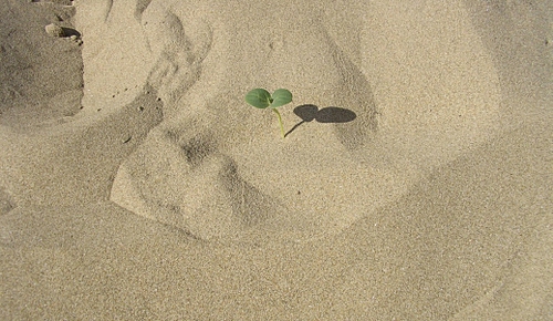 Immagine con sabbia, ombra, foglie, verde, germoglio, granelli, due, dune, deserto, pianta