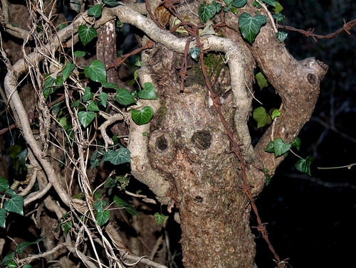 Immagine con foglie, rami, verde, albero, tronco, occhi, radici, legno, pianta