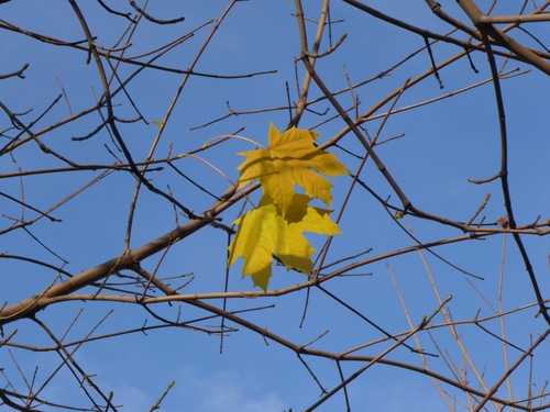 Immagine con rami, foglie, due, giallo, cielo, autunno, azzurro