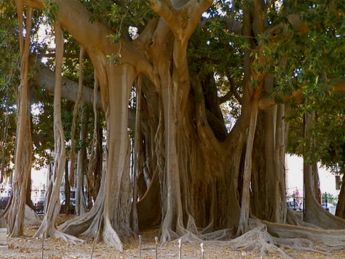 Immagine con foglie, rami, radici, albero, verde, tronco, alberi, ficus, tronchi, parco, terra