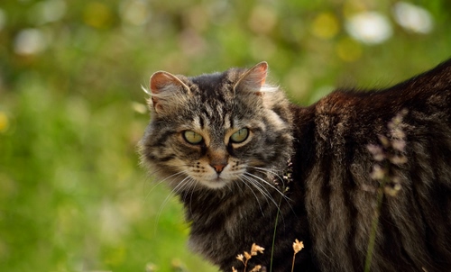 Immagine con gatto, occhi, orecchie, muso, baffi, pelo, felino, verde, animale