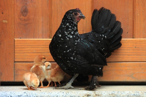 Immagine con pulcini, gallina, legno, porta, nero, piume, animali, zampe, becco, penne, nera, chioccia, coda