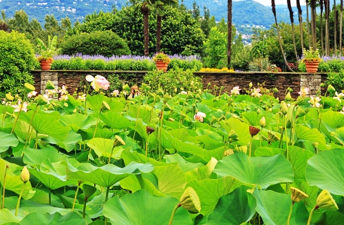 Immagine con foglie, fiori, piante, verde, giardino, vasi, alberi, muretto, ninfee