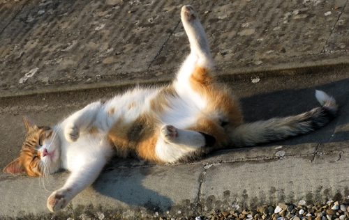 Immagine con gatto, zampe, pelo, coda, bianco, muso, felino, rosso, pancia