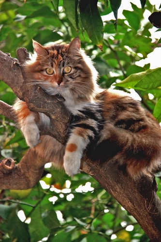 Immagine con gatto, ramo, albero, foglie, occhi, micio, appollaiato