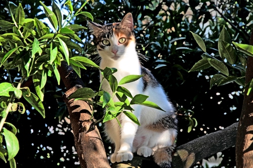 Immagine con foglie, gatto, albero, rami, occhi, animale, verde, micio, felino, orecchie, zampe