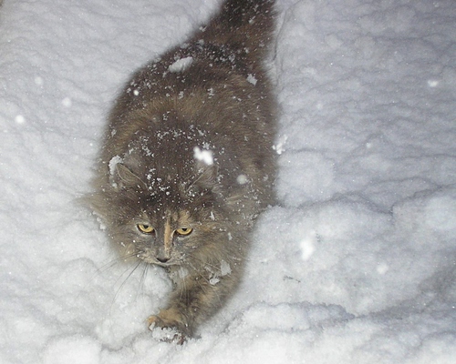 Immagine con gatto, neve, occhi, bianco, zampa, pelo, animale, zampe, grigio, felino, fiocchi