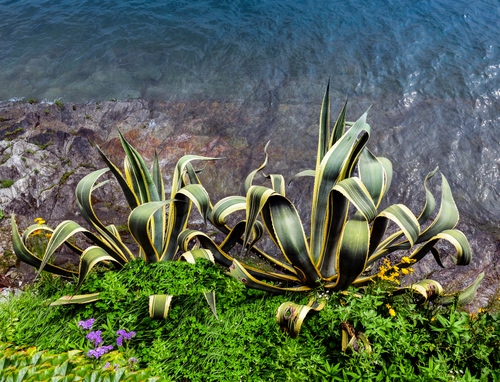 Immagine con foglie, verde, piante, mare, acqua, fiori, agave, grasse, pianta, spine, erba, aloe, scogli, due