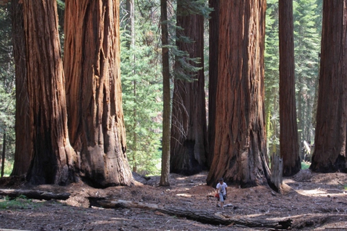 Immagine con alberi, tronchi, bosco, foresta, uomo, giganti, verde, sequoie, persona
