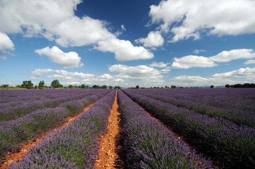 Immagine con lavanda, viola, nuvole, cielo, piante, filari, file, fiori