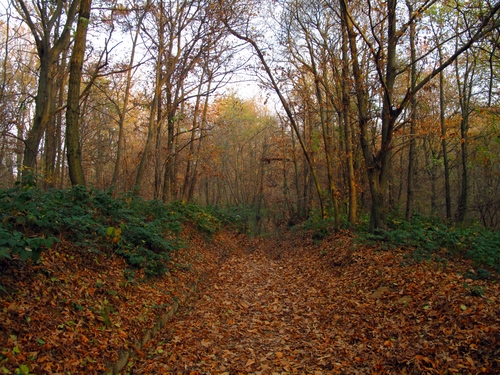 Immagine con alberi, bosco, foglie, autunno, sentiero, strada, verde, rami