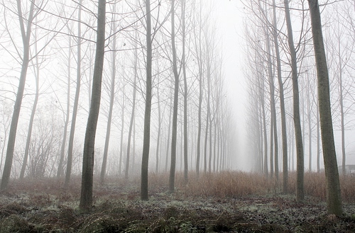 Immagine con alberi, nebbia, inverno, bosco, rami, tronchi, prospettiva, pioppi, foschia, verde, bianco, autunno, giallo, spogli, pioppeto, sottobosco
