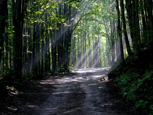 Immagine con bosco, alberi, raggi, luce, sentiero, strada, verde, tronchi