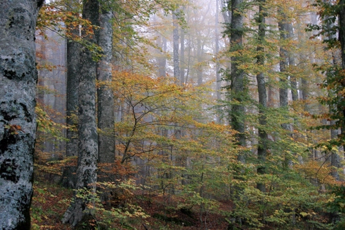 Immagine con bosco, foglie, alberi, tronchi, rami, autunno, nebbia, verde, natura, foresta, foschia