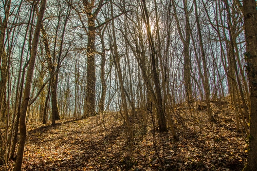Immagine con alberi, foglie, bosco, rami, sole, autunno, ombre, cielo, controluce, tronchi, tronco