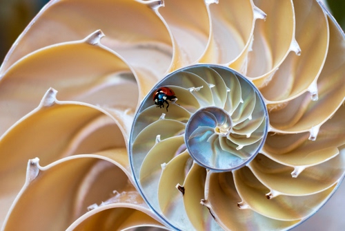 Immagine con spirale, insetto, coccinella, rosso, nero, chiocciola, conchiglia, bianco, macro