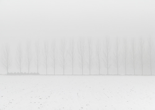 Immagine con alberi, nebbia, neve, bianco, inverno, fila