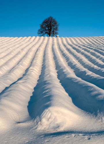 Immagine con albero, neve, inverno, cielo, bianco, azzurro, campo, solchi