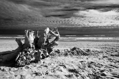 Immagine con mare, spiaggia, tronco, sabbia, bianconero, cielo, nuvole, legno, radice