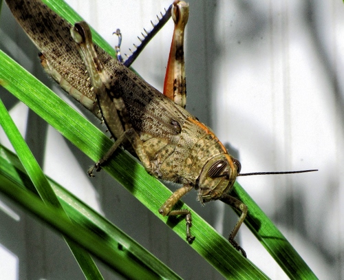 Immagine con insetto, cavalletta, zampe, verde, erba, foglie, antenne, grillo, macro, occhi