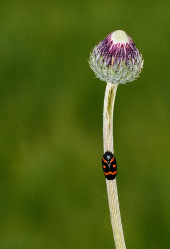 Immagine con insetto, fiore, macro, verde, stelo, bocciolo, gambo, viola, sfocato, animale
