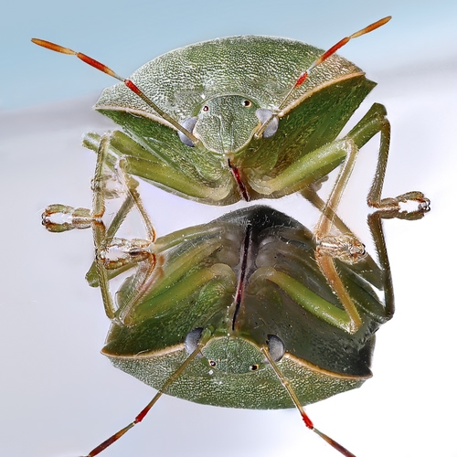 Immagine con insetto, verde, riflesso, antenne, macro, specchio, occhi, zampe