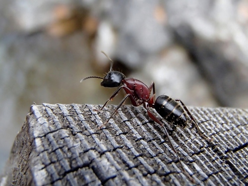 Immagine con formica, insetto, macro, antenne, nero, legno, natura, rosso, animale