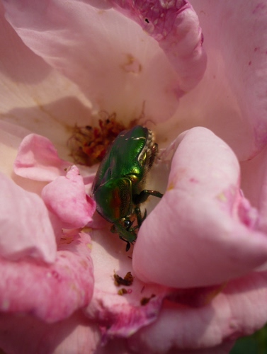 Immagine con rosa, verde, insetto, fiore, petali, macro, scarabeo