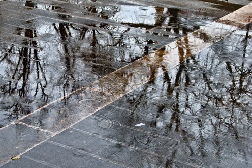 Immagine con riflessi, pioggia, alberi, acqua, rami, gocce, riflesso, pozzanghera, pozzanghere, strada, bagnato, pavimento, cerchi, maltempo