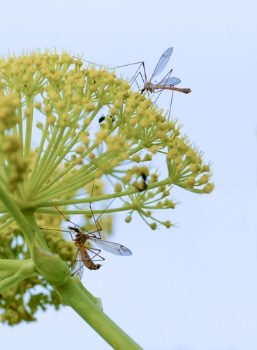 Immagine con verde, fiore, insetti, ali, zampe, zanzare, cielo, due, gambo, macro, insetto, fiori