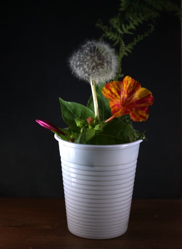 Immagine con foglie, fiori, bianco, vaso, bicchiere, verde, nero, soffione, fiore, arancione, rosso, giallo, plastica, palla, viola, composizione