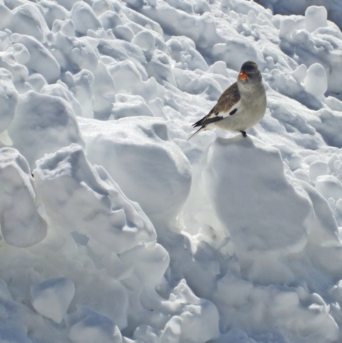 Immagine con neve, uccello, becco, inverno, bianco, piume, animale, ali, arancione, passero, zampe