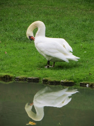 Immagine con prato, cigno, bianco, riflesso, acqua, verde