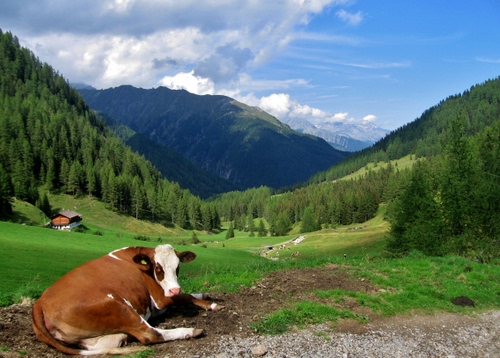 Immagine con mucca, alberi, nuvole, cielo, verde, montagne, casa, montagna, erba, marrone, prato, animale, pascolo, vacca, azzurro, pini, coda, prati, bovino, bianco, boschi, orecchie, baita, bosco, sentiero, valle, ombre