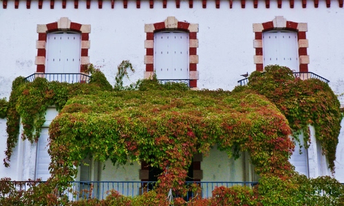 Immagine con finestre, balconi, piante, edera, verde, ringhiere, rampicante, tettoia, balcone, ringhiera, palazzo