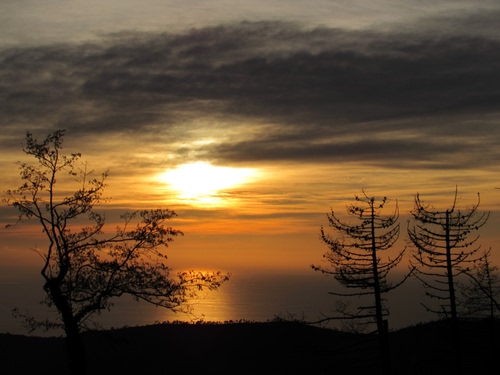 Immagine con alberi, sole, nuvole, mare, cielo, tramonto, controluce, giallo, acqua, riflesso, riflessi, silhouette, paesaggio, rami
