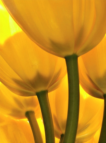 Immagine con tulipani, giallo, verde, fiori, macro, petali, steli, gambi, corolle, calici, gambo
