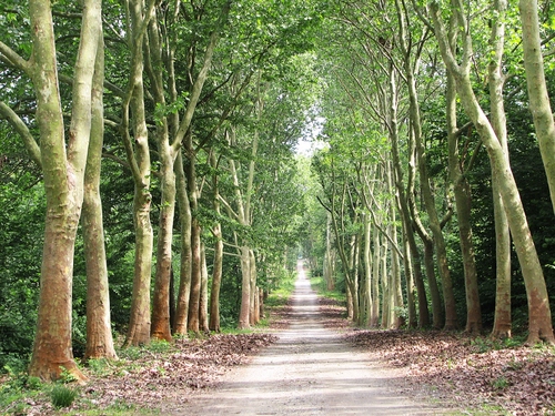 Immagine con alberi, viale, foglie, verde, rami, prospettiva, bosco, strada, tronchi