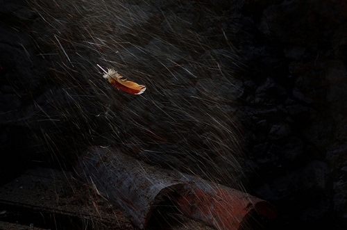 Immagine con nero, piuma, marrone, leggerezza, vento, peli, buio, legna, tegole, arancione, legno, piume