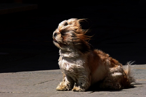 Immagine con cane, pelo, vento, muso, zampe, animale