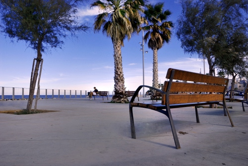 Immagine con panchina, palme, alberi, lungomare, mare, cielo, passeggiata, palma