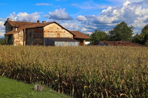 Immagine con nuvole, alberi, verde, cielo, cascina, campo, casa, tetti, grano, piante, comignoli, erba, mais, campagna, coltivazione