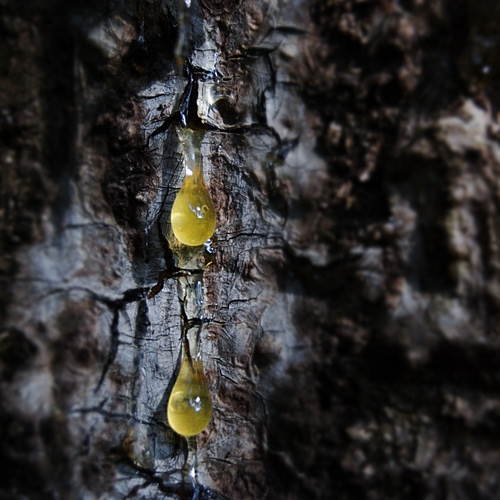 Immagine con resina, corteccia, gocce, tronco, giallo, albero, due, legno, pino