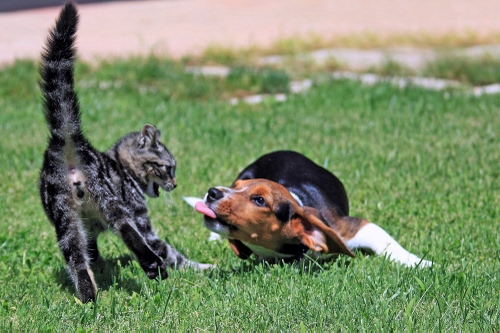 Immagine con gatto, cane, prato, coda, erba, lingua, verde, animali, zampe, orecchie, nero, paura, marrone, gioco, due
