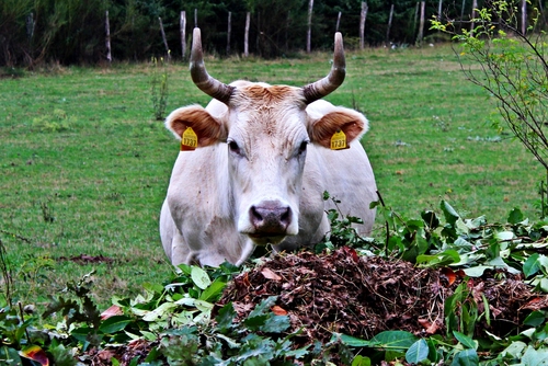 Immagine con corna, foglie, orecchie, mucca, prato, muso, verde, bovino, erba, animali, alberi, animale, vacca, marchiatura, bianco, narici, occhi, giallo, rami
