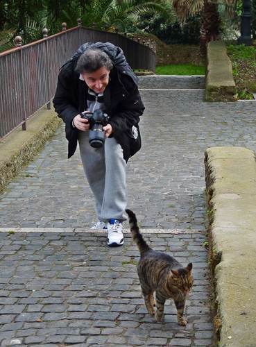 Immagine con gatto, fotografo, ringhiera, felino, fotografare, pietre, muretto, micio, coda, scalino, fotocamera, animale, uomo, grigio, camminare, piante, alberi, chino, muro, inseguimento, mattonelle, scalinata, zampe