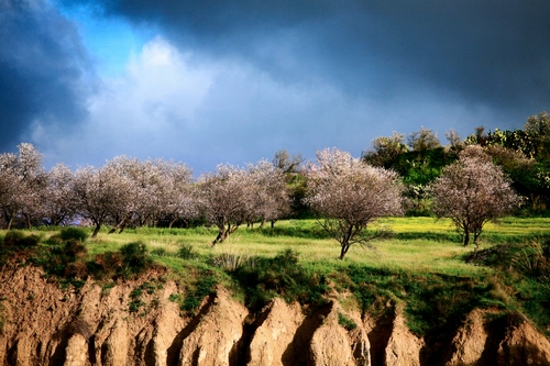 Immagine con alberi, cielo, nuvole, verde, prato, fiori
