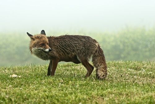 Immagine con volpe, animale, erba, coda, pelo, prato, orecchie, muso, verde
