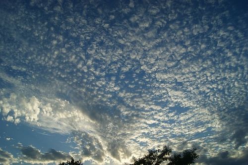 Immagine con cielo, azzurro, nuvole, bianco, alberi, rami, pecorelle, verde, blu