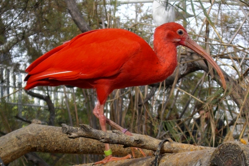 Immagine con becco, uccello, rosso, rami, animale, ramo, zampe, piume, arancione